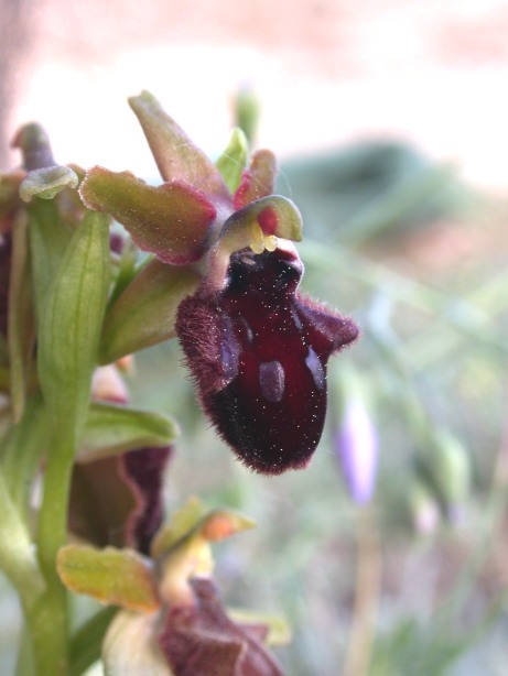 Ophrys promontorii